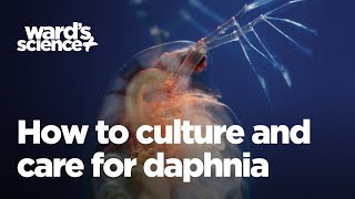 Caring and Culturing for Daphnia [upl. by Ginnifer630]