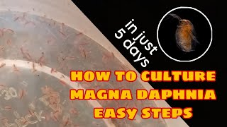 How to Culture Magna Daphnia Easily [upl. by Adlay]