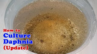 How to Culture Daphnia Update with ZERO Cost  Unlimited Live Food for Our Fish [upl. by Aronael716]