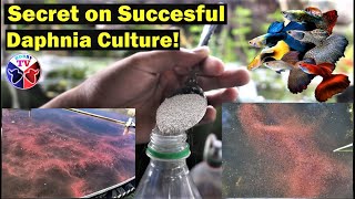 How to Culture Daphnia Successfully [upl. by Malvin477]