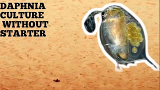 HOW TO CULTURE DAPHNIA NATURALLY WITHOUT A STARTER [upl. by Enimajneb]