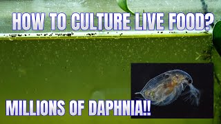 How to Culture Daphnia Secret Method to Breed MILLIONS  Simply Aquatic [upl. by Enajyram]