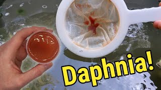 How I Culture Daphnia In Outdoor Tubs [upl. by Aynatal]