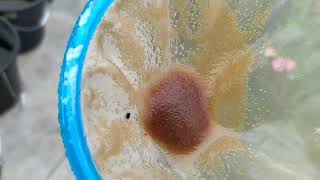 How to culture daphnia moina in a small container Part 1 English Subtitle [upl. by Belldame26]