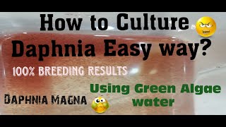 Daphnia MagnaHow to Culture Daphnia Easy wayCulturing Daphnia using Green water Daphnia [upl. by Erehpotsirhc]