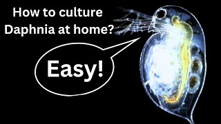 BEST Live Fish Food Beginner guide How to Culture Daphnia at home [upl. by Nomad612]