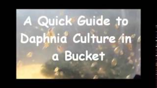 How to culture daphnia outside [upl. by Franck]