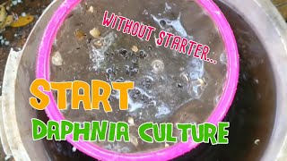 How to culture daphnia moina the easy way 1  Starting the Daphnia culture [upl. by Eciruam]