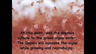 Daphnia  How to grow daphnia in your home [upl. by Seabrooke]