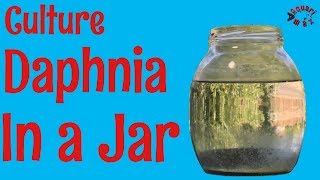 How to Culture Daphnia in a Jar [upl. by Olumor]