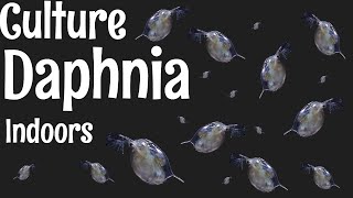 How to Culture Daphnia [upl. by Adnuhser]