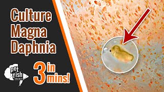 How to culture DAPHNIA MAGNA  The easy way [upl. by Lirva]