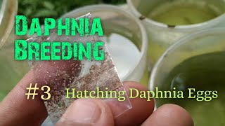 Daphnia Culture made simple and easy 3  Hatching Daphnia eggs [upl. by Ramed]