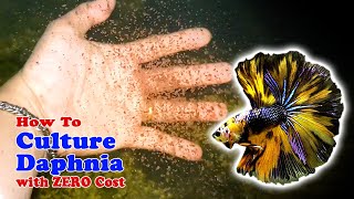 How to Culture Daphnia with ZERO Cost  Unlimited Live Food For Our Fish [upl. by Duwad]