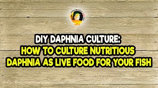 DIY Daphnia Culture How to Culture Nutritious Daphnia as Live Food for Your Fish [upl. by Lynde]