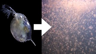 How I Culture Daphnia [upl. by Christine]