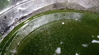 DAPHNIA MOINA CULTURE IN A SMALL BUCKET [upl. by Miuqaoj]