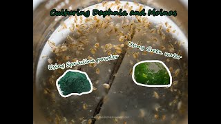 How To Culture Daphnia and Moinas using Green Water Spirulina powder [upl. by Bil]