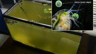 Raising Daphnia for the Freshwater Aquarium [upl. by Winnah]