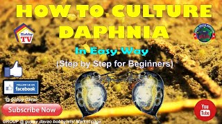 HOW TO CULTURE DAPHNIA In Easy Way [upl. by Dannon]